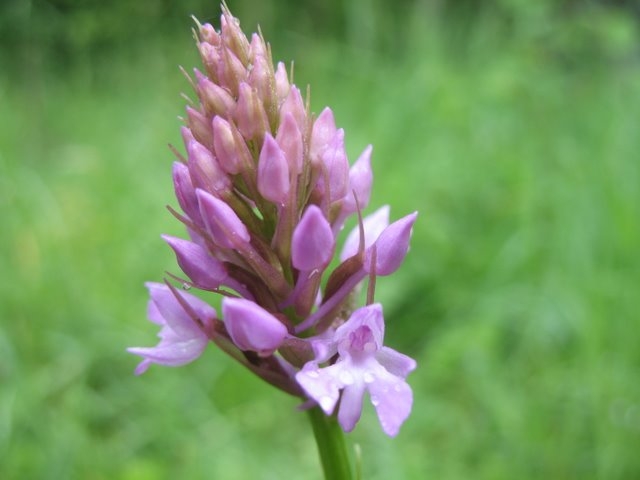 Orchis pyramidal